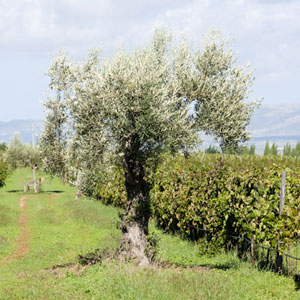 Olio1